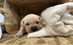 Mini Hippo dogs for sale: Duke - Image 7