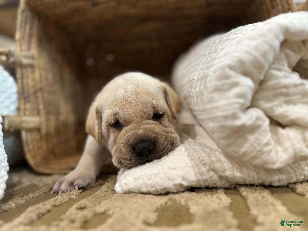 Mini Hippo dogs for sale: Duke - Image 7