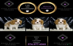 Cavalier King Charles Spaniel dogs for sale: Raya - Image 3