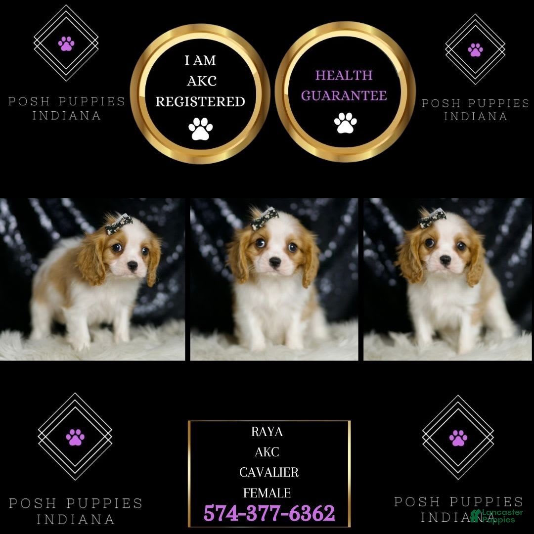Cavalier King Charles Spaniel dogs for sale: Raya - Image 3