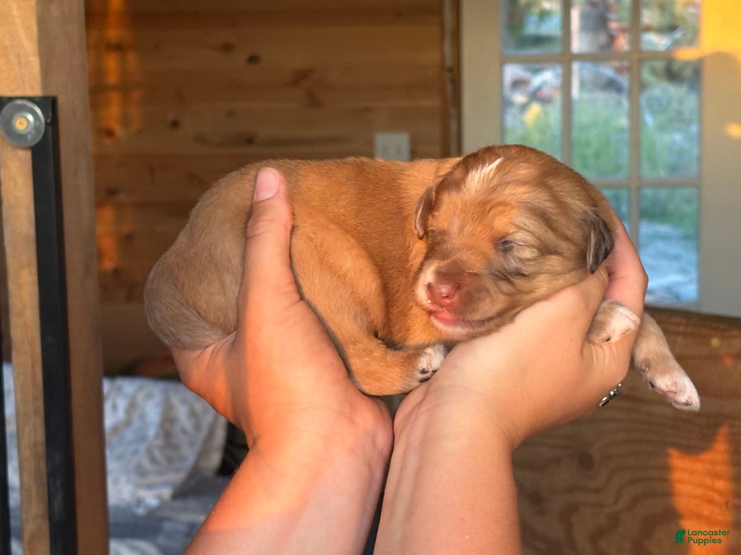 Aussiedoodle dogs for sale: Reba - Image 1