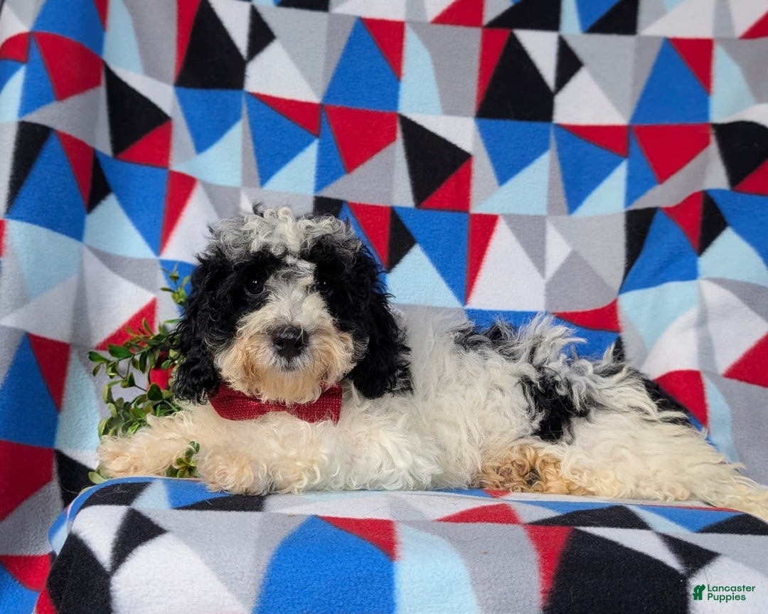 Cavapoo dogs for sale: Edmond Hypoallergenic - Image 3