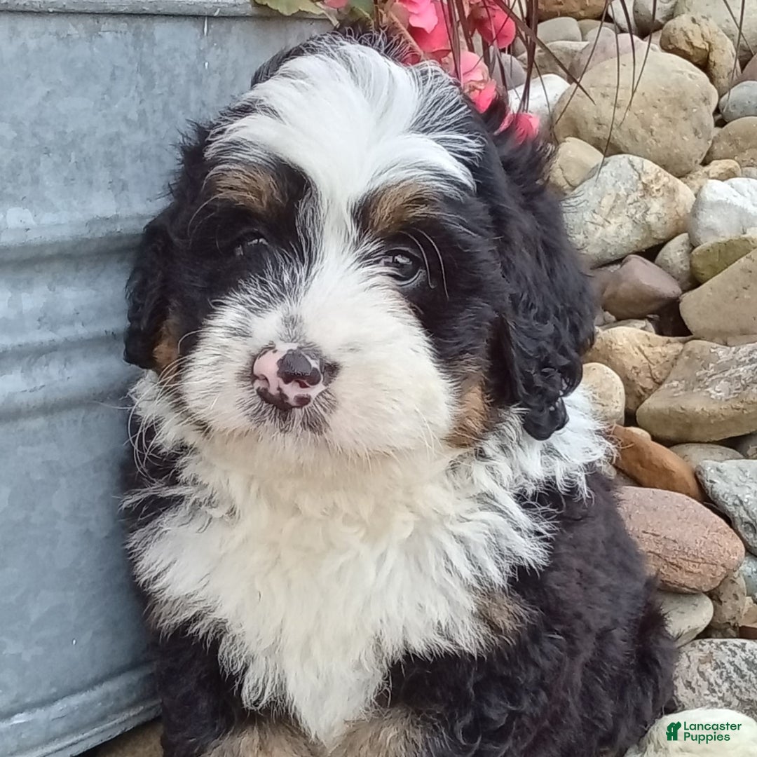 Mini Bernedoodle dogs for sale: Banjo - Image 11