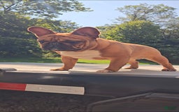 French Bulldog dogs for sale: Raider - Image 30