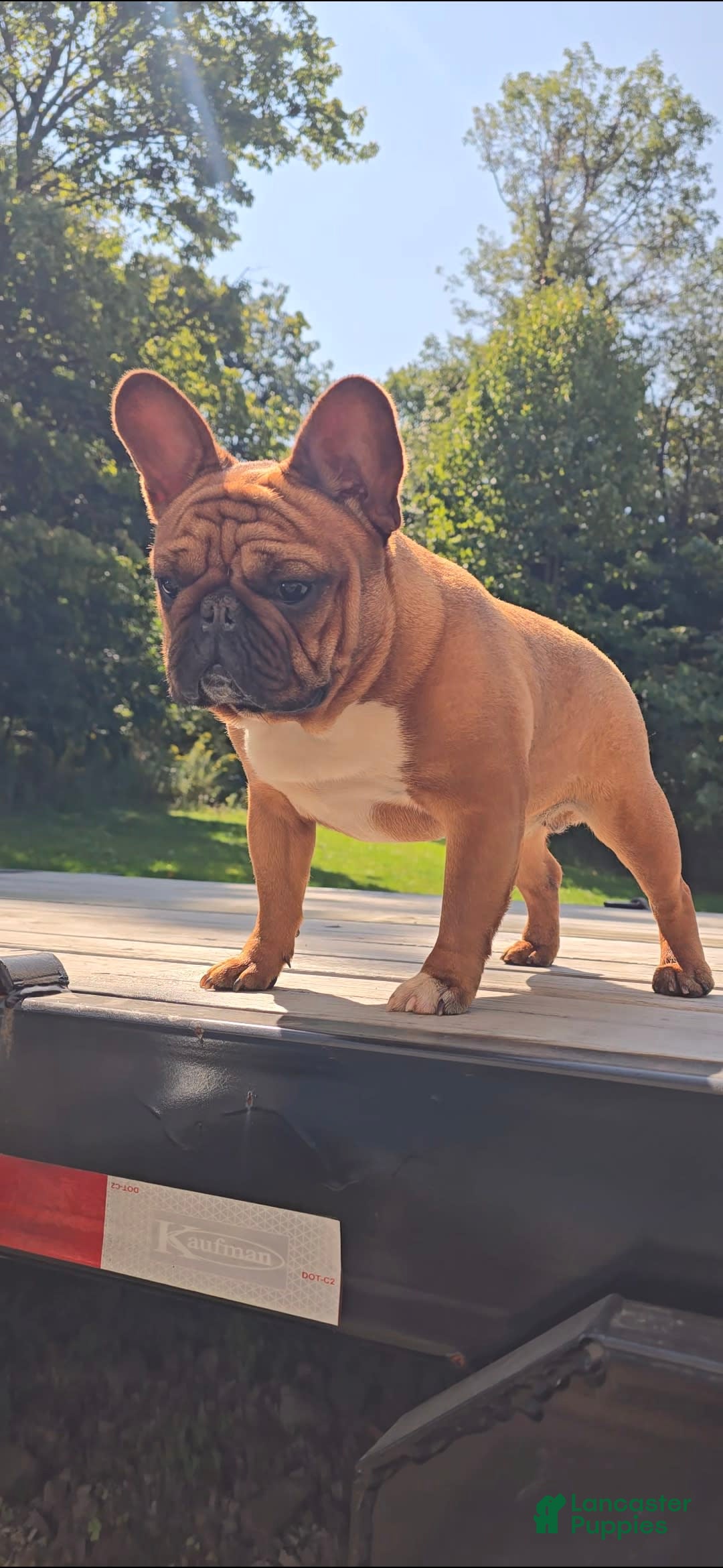 French Bulldog dogs for sale: Raider - Image 30