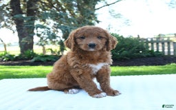 Mini Goldendoodle dogs for sale: Callie - Image 5