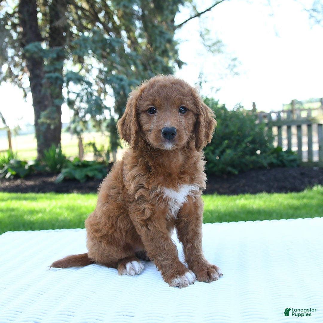 Mini Goldendoodle dogs for sale: Callie - Image 5