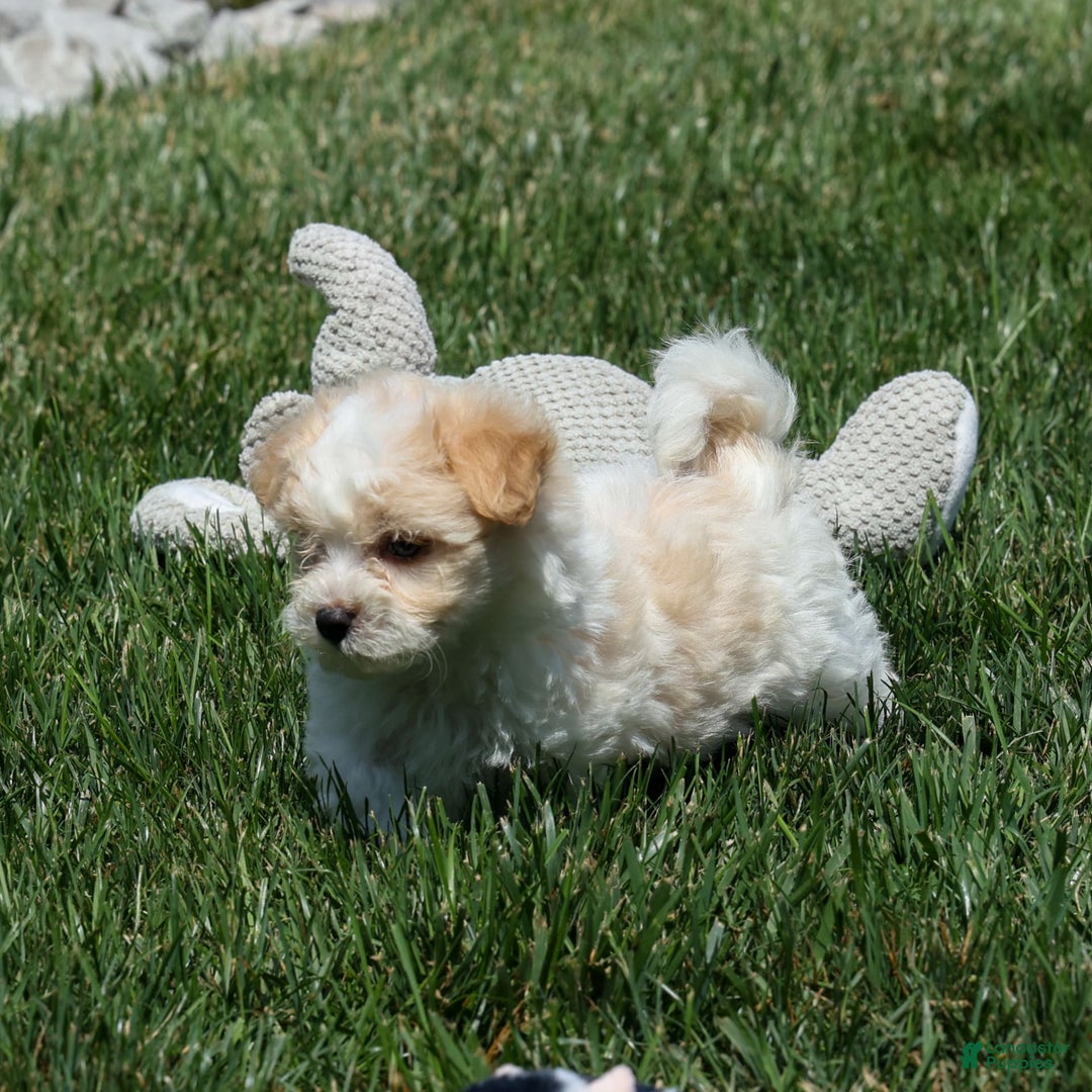 Maltipoo dogs for sale: Rubble - Image 12
