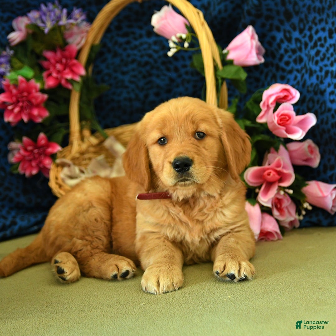 Golden Retriever dogs for sale: Ludwig - Listing for pets: Lilly, Linda, Lizzy, Lex, Ludwig - Image 4