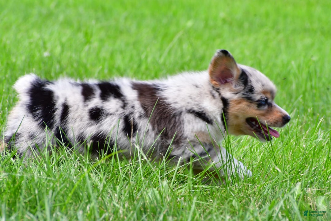 Australian Shepherd dogs for sale: Bella - Image 4