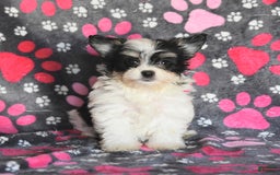 Morkie dogs for sale: Boots - Image 13