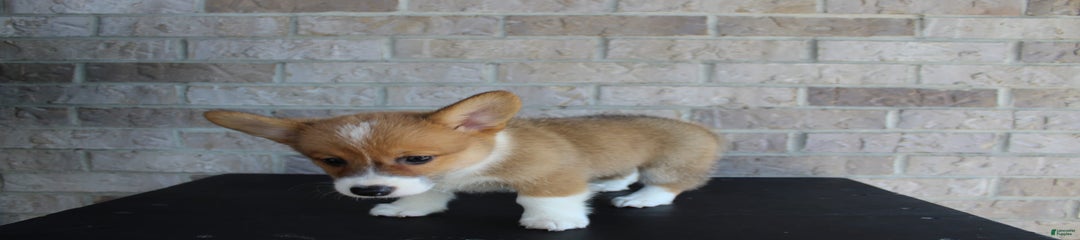 Bandit