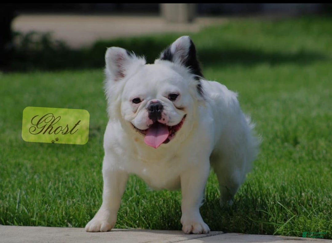 French Bulldog dogs for sale: Little - Image 4