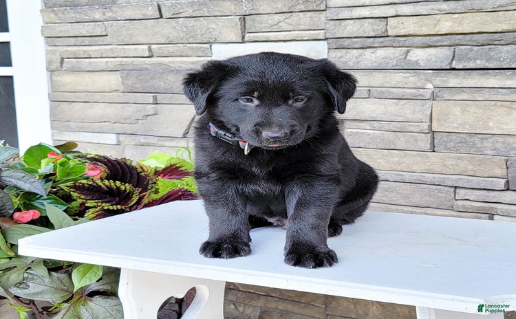 Labrador Retriever dogs for sale - Ad 1