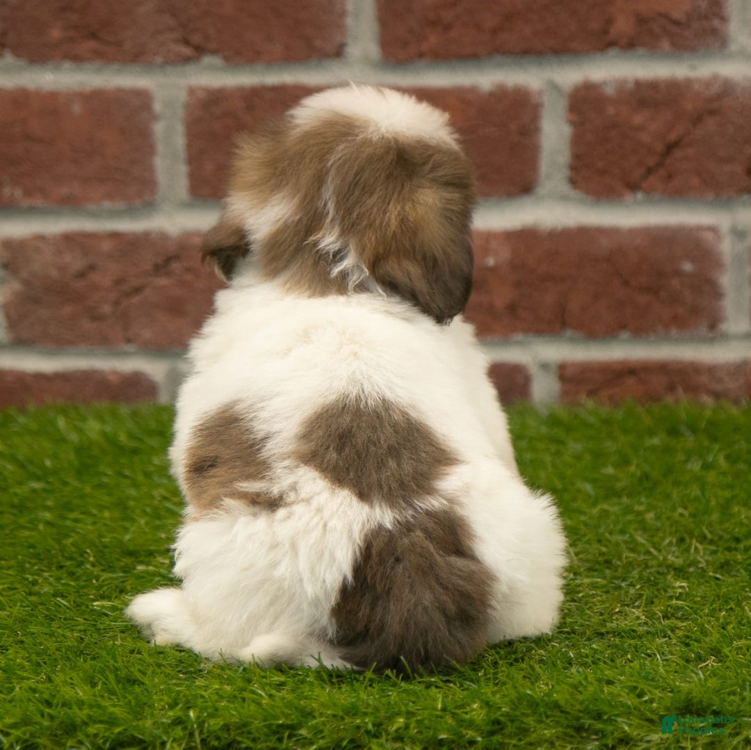 Shih Tzu dogs for sale: Goldie - Image 14