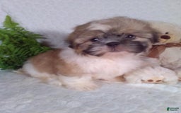 Shih Tzu dogs for sale: Hunter - Image 9