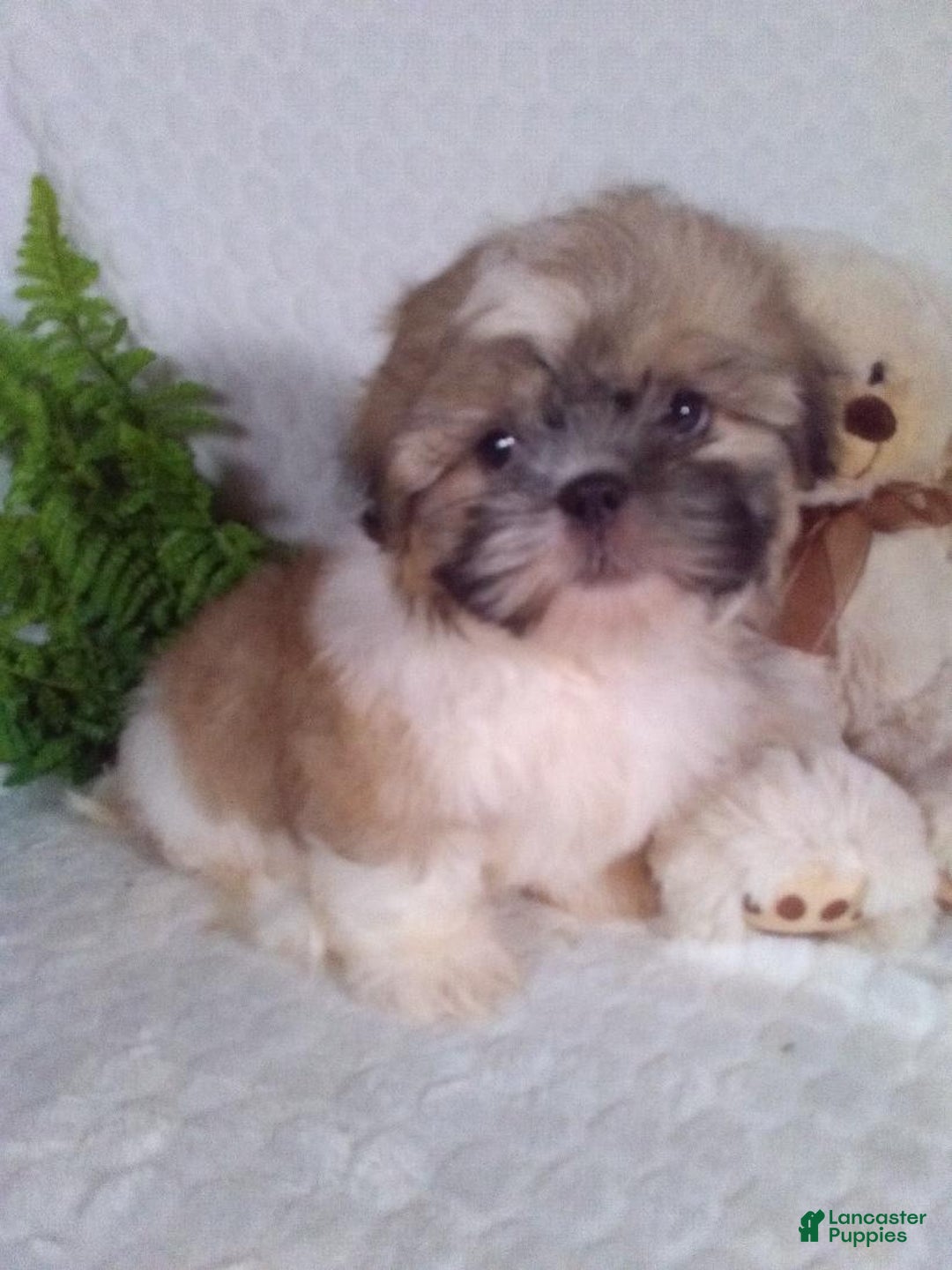 Shih Tzu dogs for sale: Hunter - Image 9