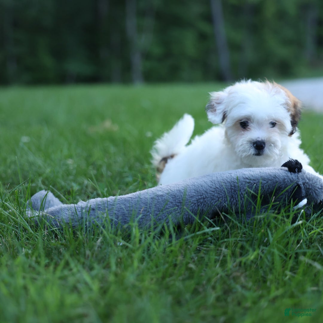 Shihpoo dogs for sale: Sophie - Image 1