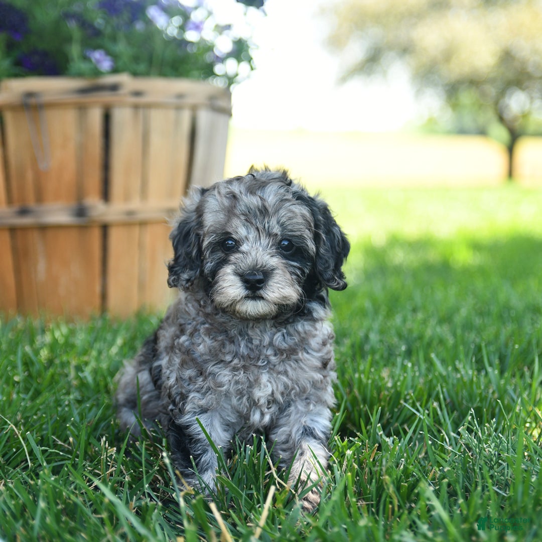 Cavapoo dogs for sale: Oreo - Image 2