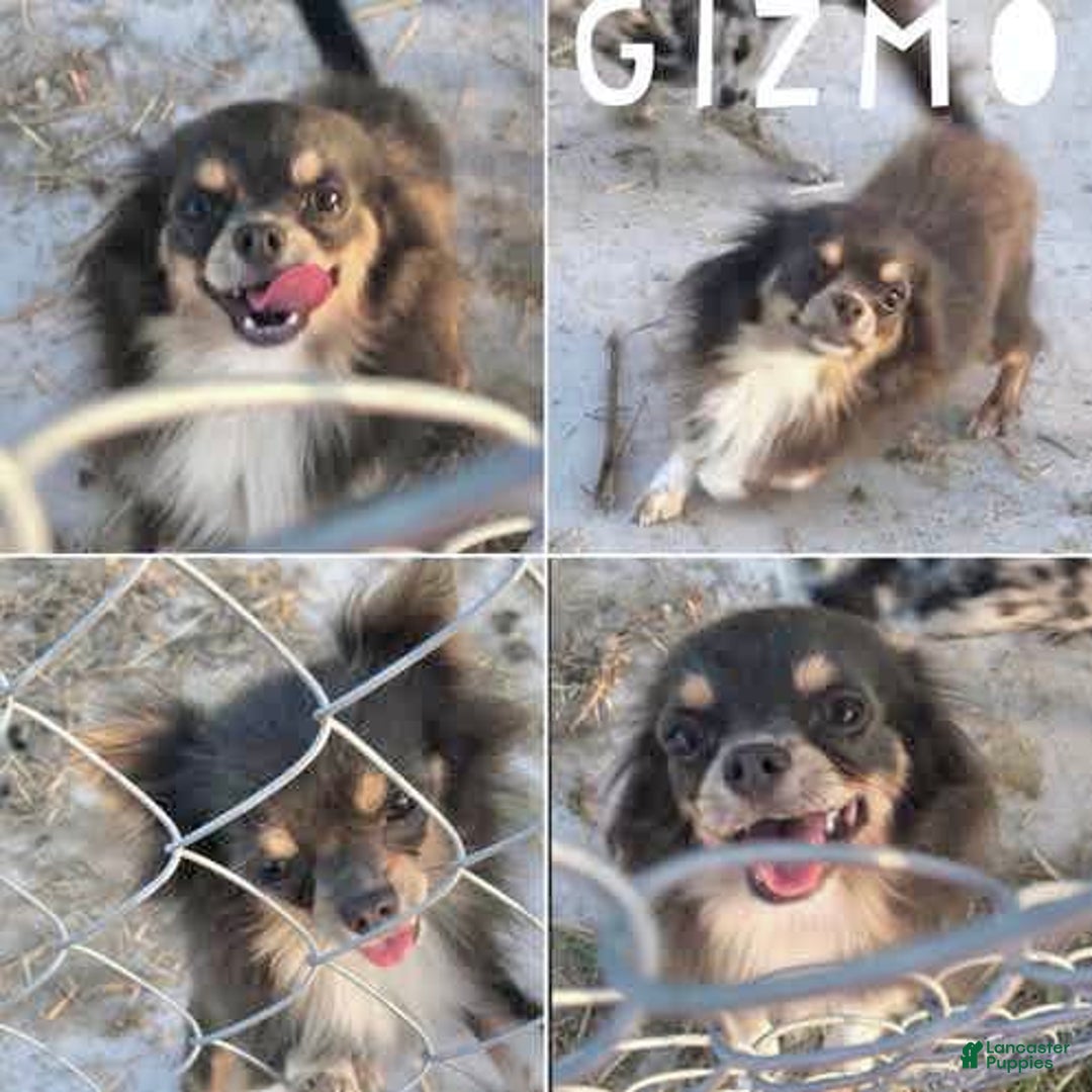 Chihuahua dogs for sale: Blue Sky Long Coat - Image 25