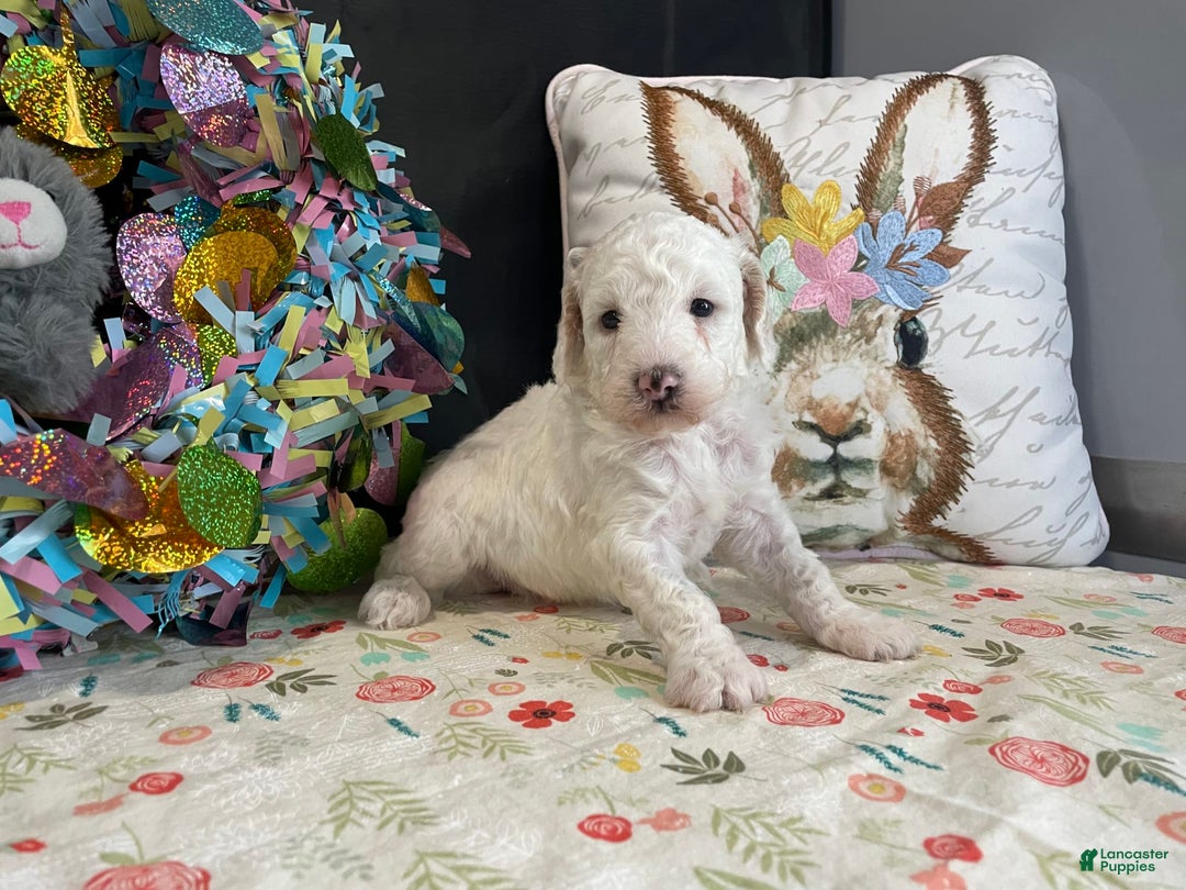 Miniature Poodle dogs for sale: Zella - Image 4