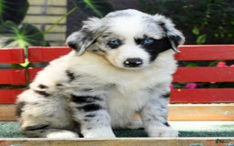 Australian Shepherd dogs for sale: Blue - Image 5