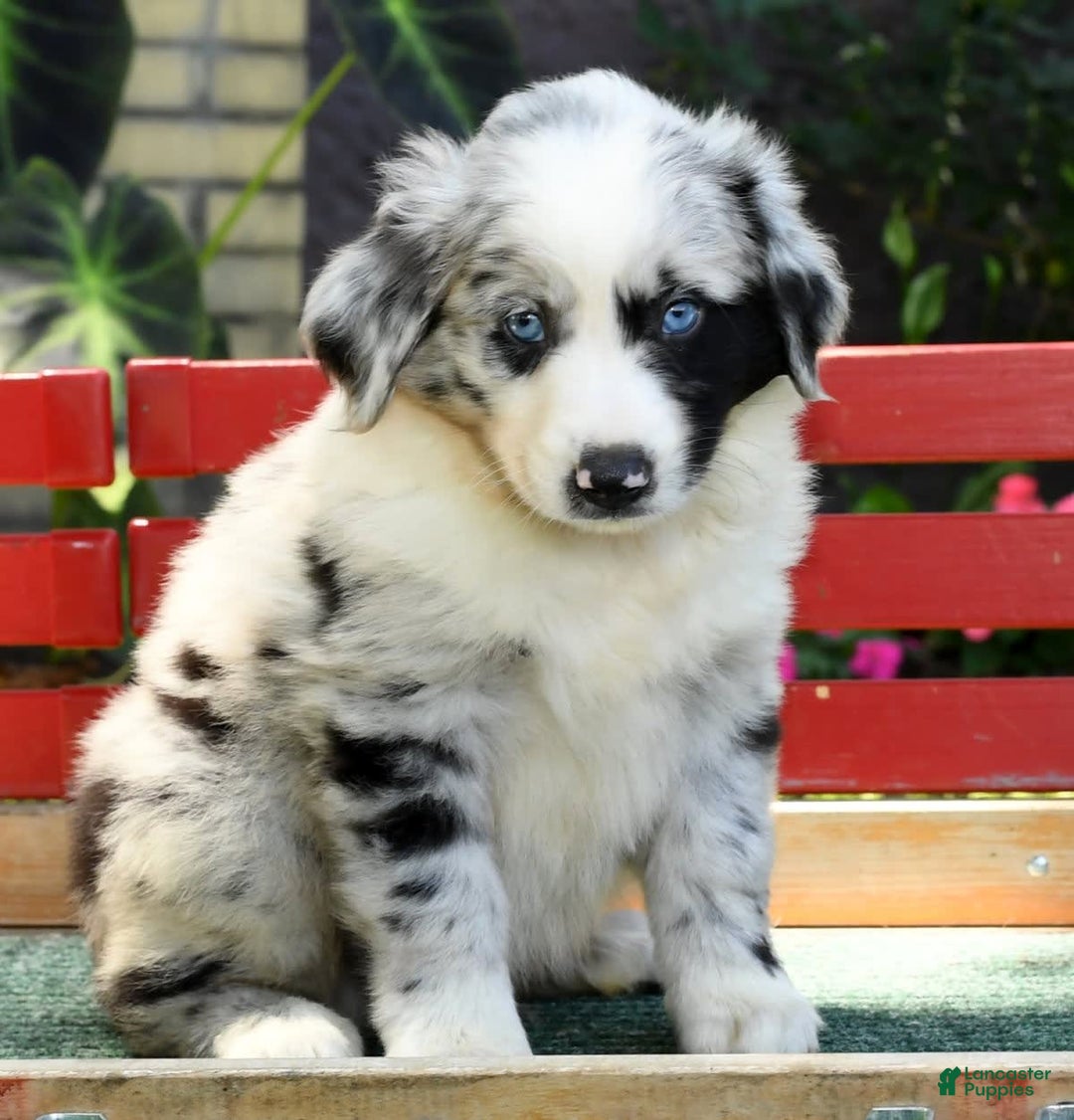 Australian Shepherd dogs for sale: Blue - Image 5