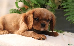 Cavalier King Charles Spaniel dogs for sale: Miles - Image 9