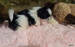 Shih Tzu dogs for sale: Tiny Jewel - Image 10