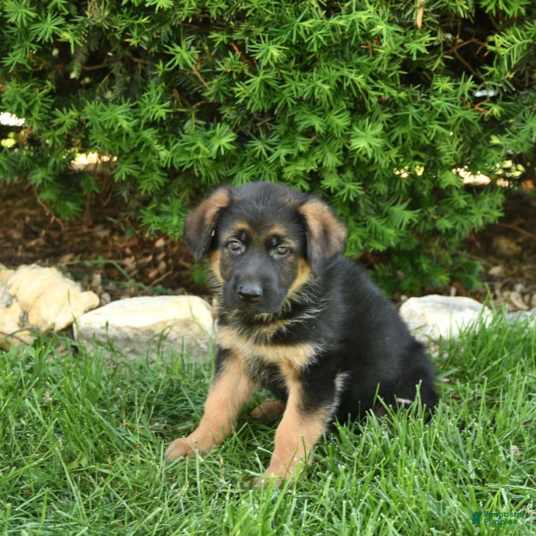 German Shepherd dogs for sale: Mindy - Image 2