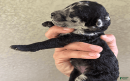 Aussiedoodle dogs for sale: Milly - Image 5