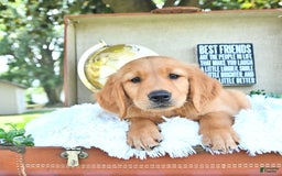 Golden Retriever dogs for sale: Adam - Image 17