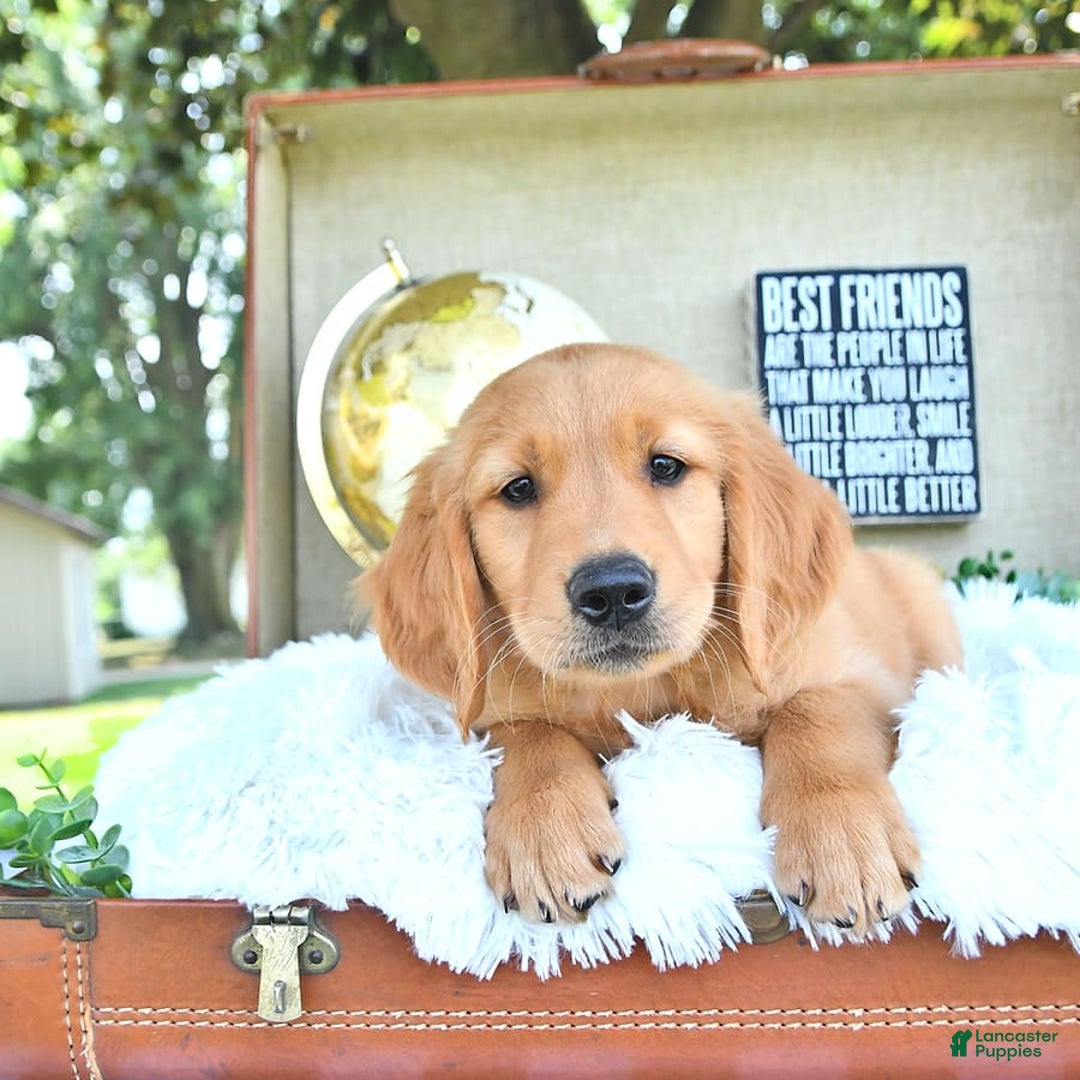 Golden Retriever dogs for sale: Adam - Image 17