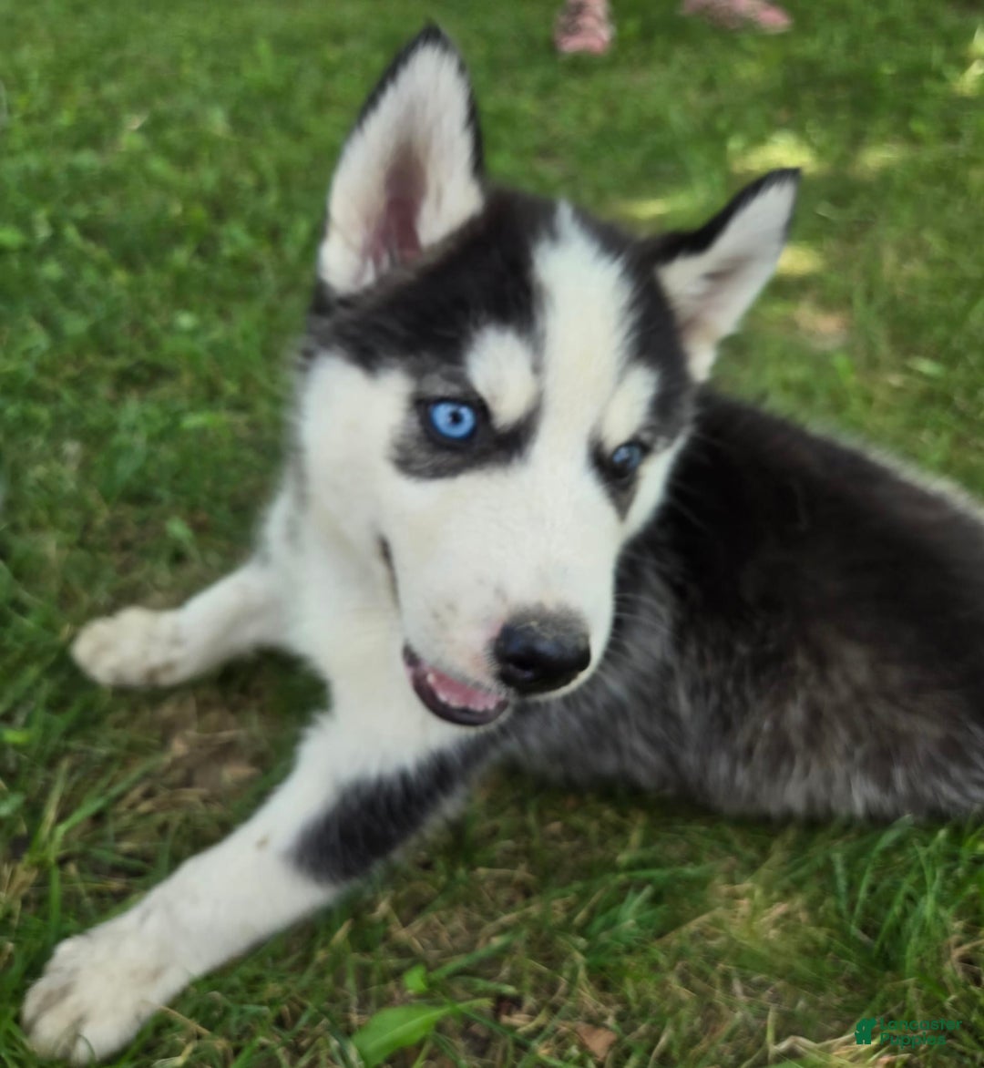 Siberian Husky dogs for sale: Thunder - Image 1