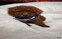 Toy Poodle dogs for sale: Toy Poodle 3 puppies - Image 4