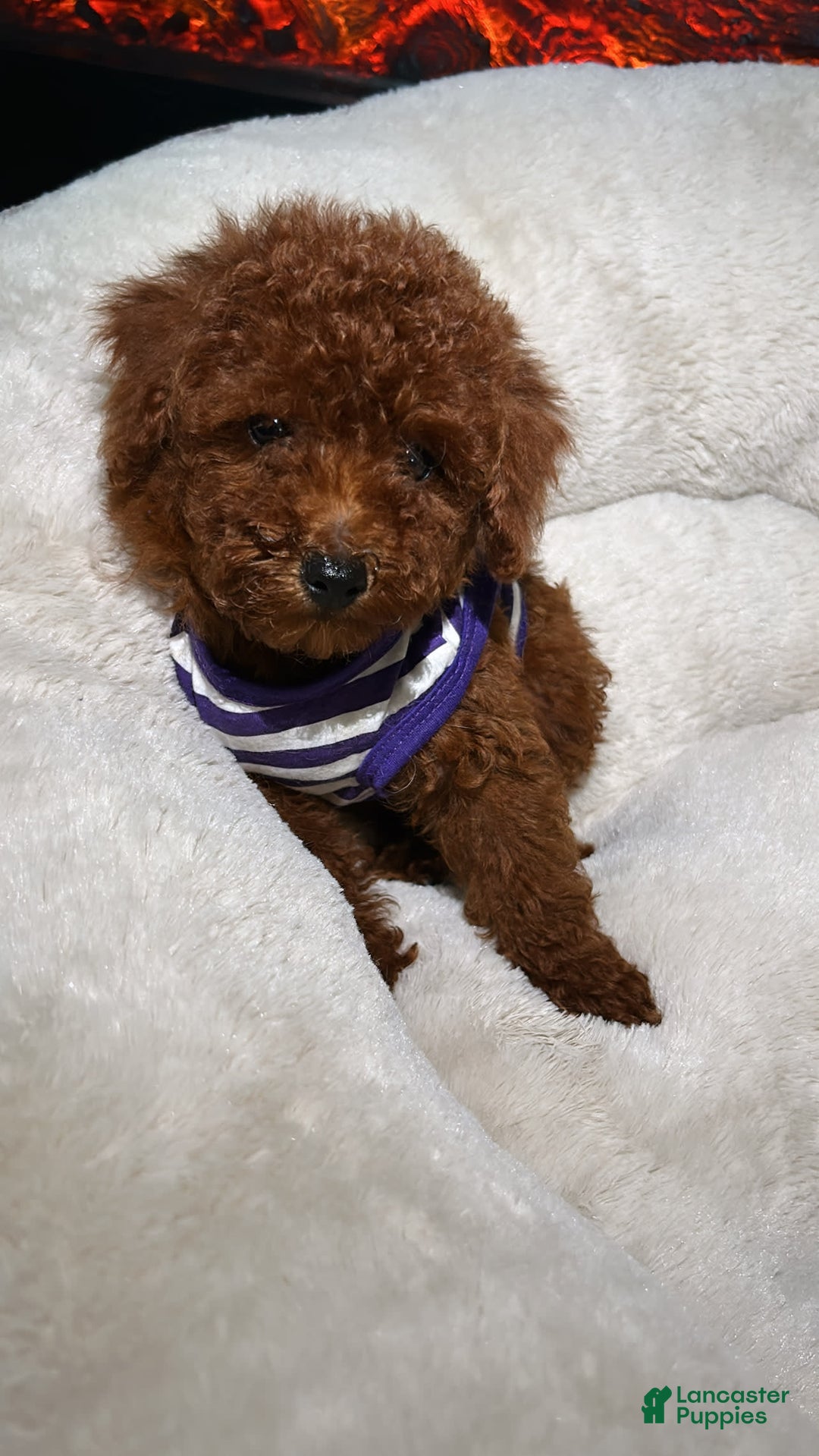 Toy Poodle dogs for sale: Toy Poodle 3 puppies - Image 4