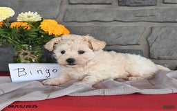 Maltipoo dogs for sale: Bingo - Image 5