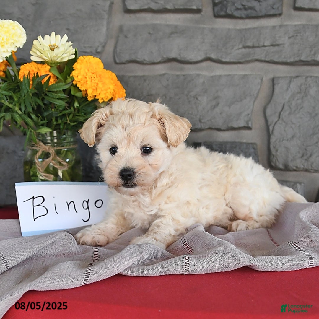 Maltipoo dogs for sale: Bingo - Image 5