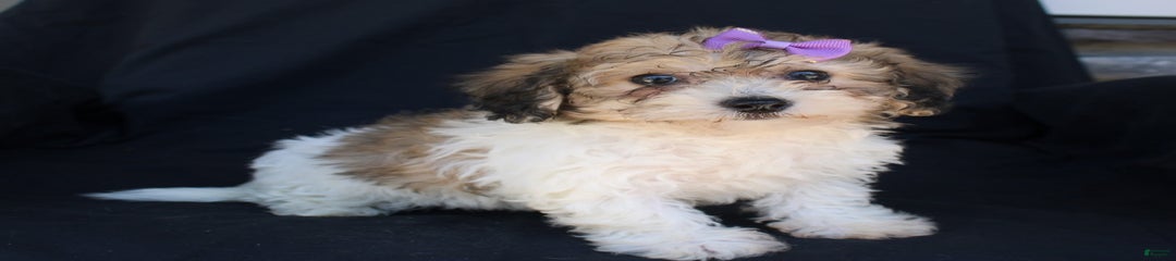 Penny