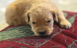 Goldendoodle dogs for sale: Lilly Penelope - Image 2