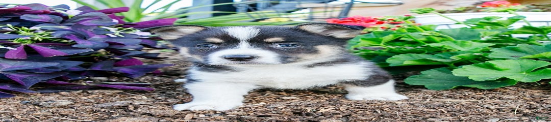 Cora