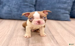 Boston Terrier dogs for sale: Archie - Image 3