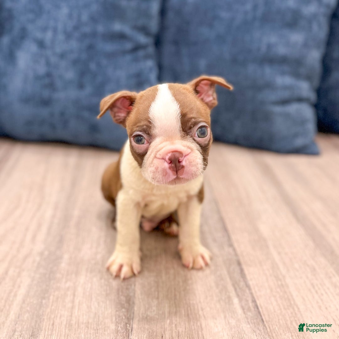Boston Terrier dogs for sale: Archie - Image 3