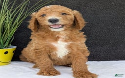 Goldendoodle dogs for sale: Zoey - Image 13