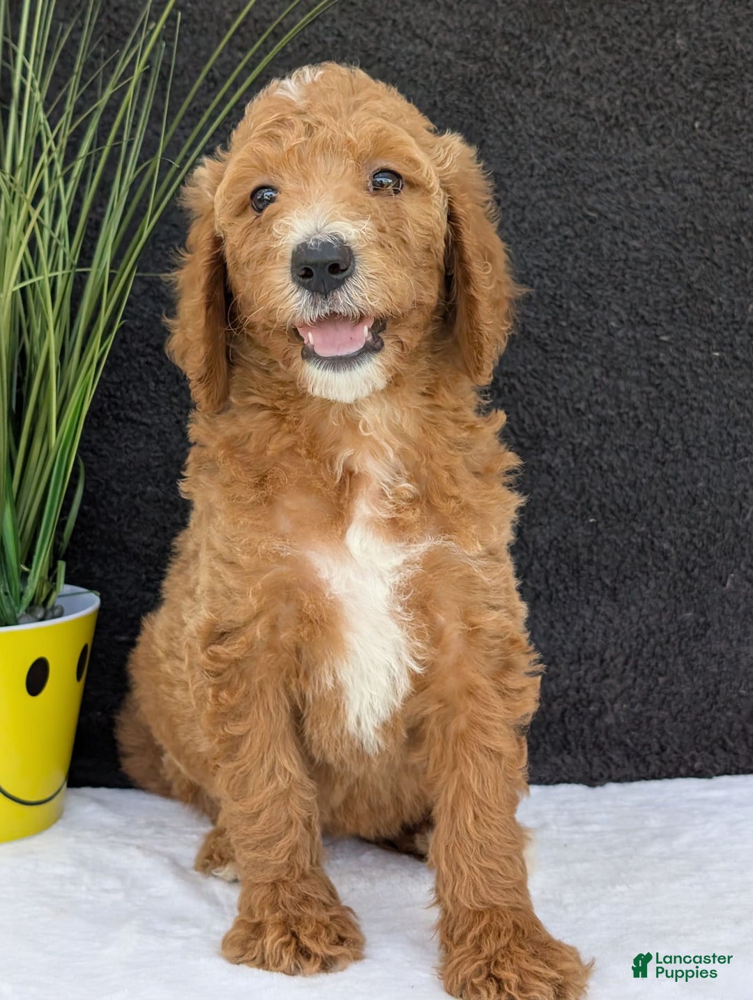Goldendoodle dogs for sale: Zoey - Image 13