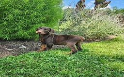 Doberman Pinscher dogs for sale: Duke - Image 3