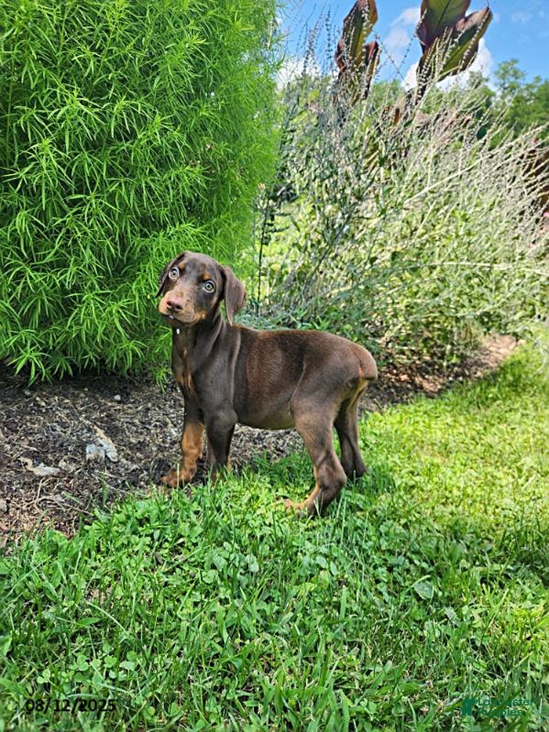 Doberman Pinscher dogs for sale: Duke - Image 3