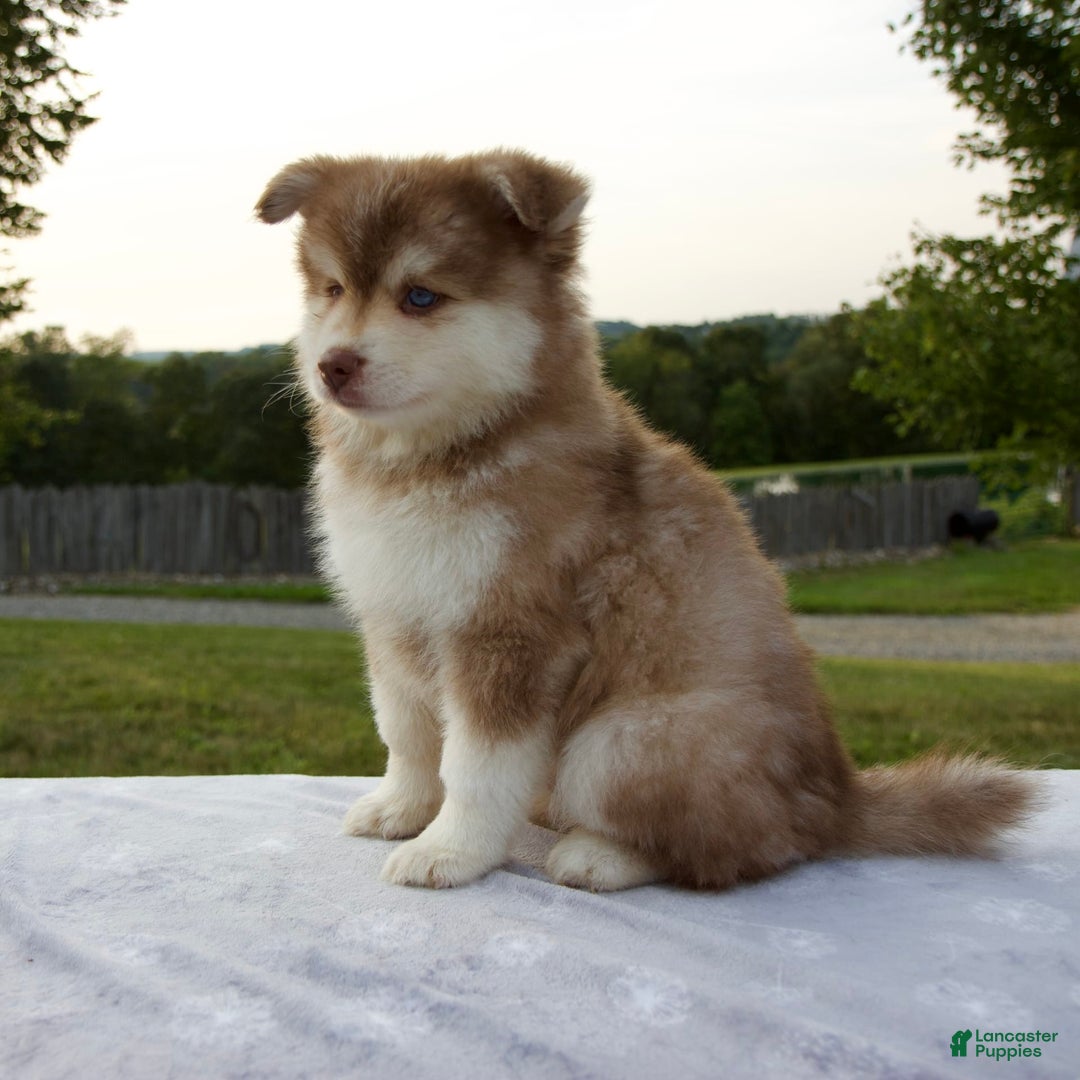 Pomsky dogs for sale: River - Image 5