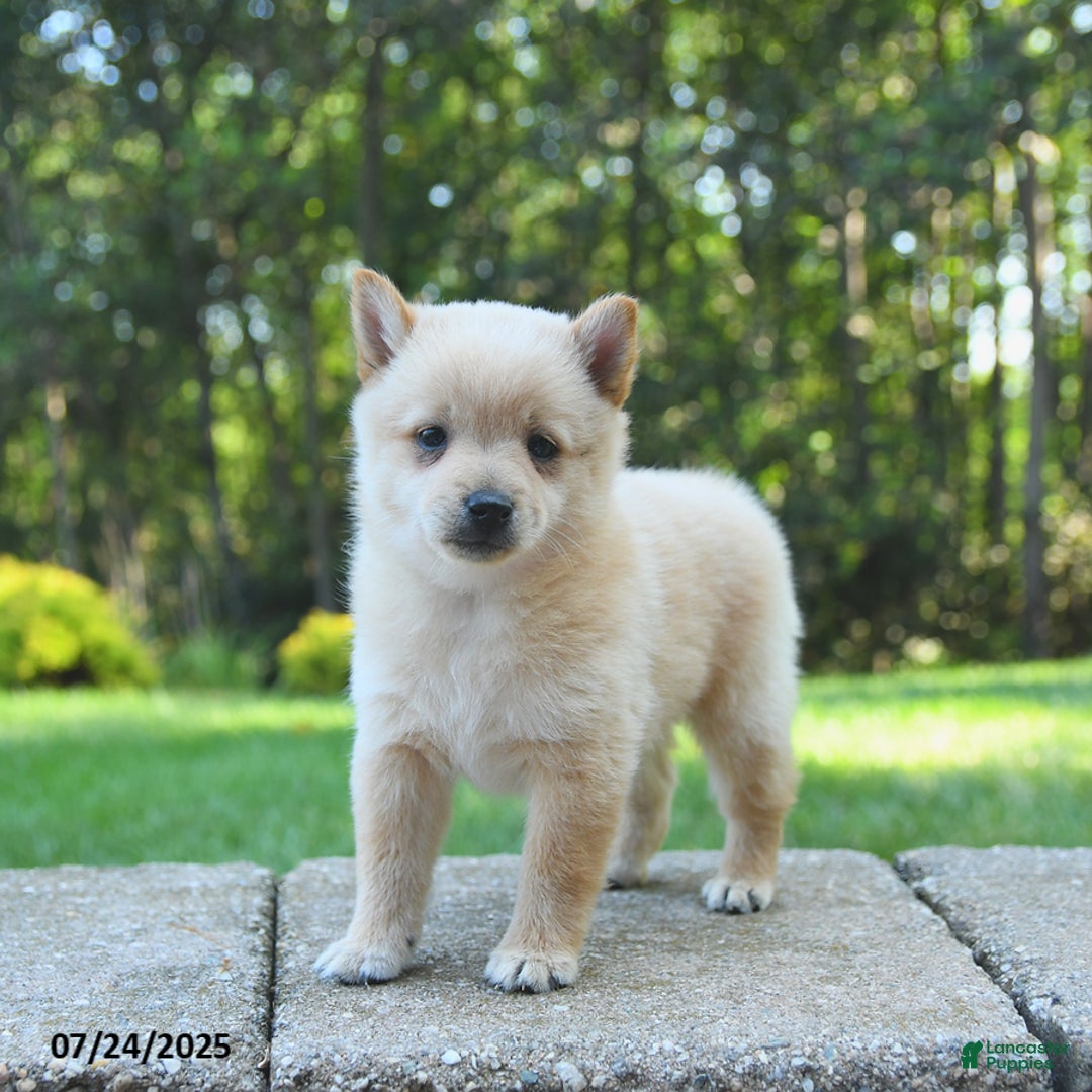 Schipperke dogs for sale: Quilla - Image 3