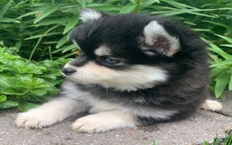 Alaskan Klee Kai dogs for sale: Kai  Toy Boy - Image 4